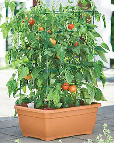 growing-container-tomatoes